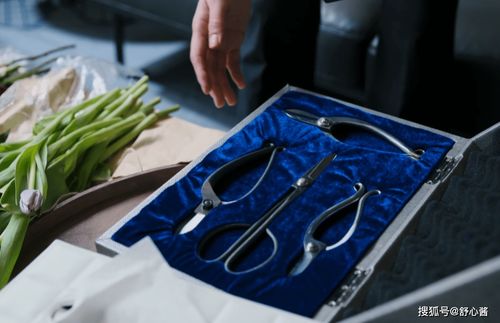 兽医职场新篇章 孙俪新剧聚焦内娱职场剧之光与兽医器具